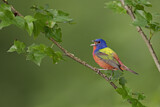 Image. Painted Bunting