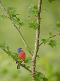 Image. Painted Bunting