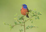 Image. Painted Bunting