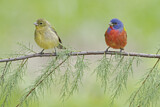 Image. Painted Bunting