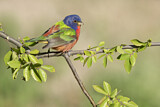 Image. Painted Bunting