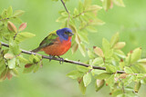 Image. Painted Bunting
