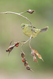 Image. Painted Bunting