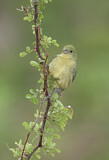 Image. Painted Bunting
