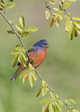 Image. Painted Bunting