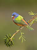 Image. Painted Bunting