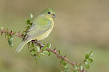 Image. Painted Bunting