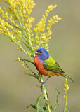 Image. Painted Bunting