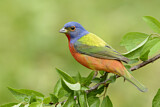 Image. Painted Bunting