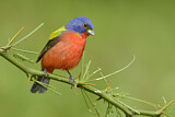 Image. Painted Bunting