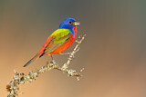 Image. Painted Bunting