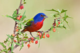 Image. Painted Bunting