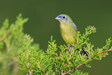 Image. Painted Bunting