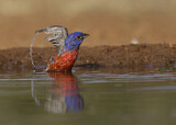 Image. Painted Bunting