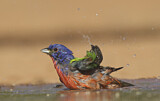 Image. Painted Bunting
