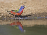Image. Painted Bunting