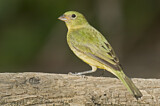 Image. Painted Bunting