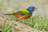 Image. Painted Bunting