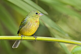 Image. Painted Bunting