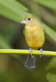 Image. Painted Bunting