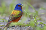 Image. Painted Bunting