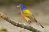 Image. Painted Bunting