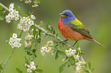 Image. Painted Bunting