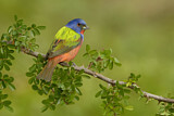 Image. Painted Bunting