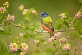 Image. Painted Bunting