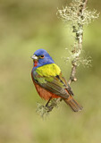 Image. Painted Bunting