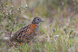 Image. Painted Buttonquail