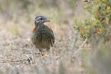 Image. Painted Buttonquail