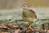 Image. Painted Buttonquail