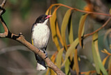 Image. Painted Honeyeater