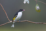 Image. Painted Honeyeater