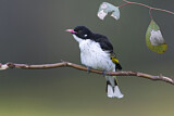 Image. Painted Honeyeater
