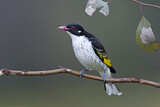 Image. Painted Honeyeater