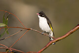 Image. Painted Honeyeater