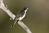 Image. Painted Honeyeater