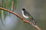 Image. Painted Honeyeater