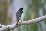 Image. Painted Honeyeater