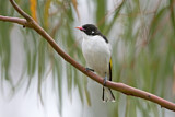 Image. Painted Honeyeater