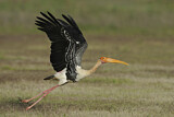 Image. Painted Stork