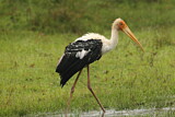Image. Painted Stork
