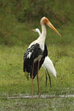 Image. Painted Stork