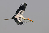 Image. Painted Stork
