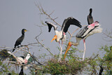 Image. Painted Stork