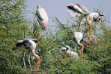 Image. Painted Stork