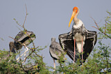 Image. Painted Stork