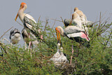 Image. Painted Stork